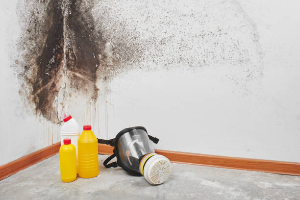 Greenfield, MN Mold Removal Company