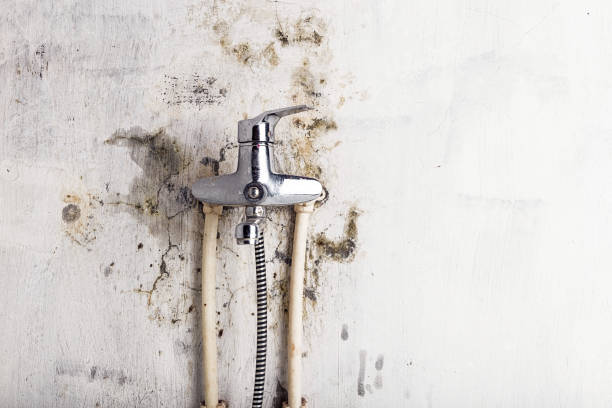 Office Mold Removal Services in Greenfield, MN