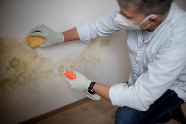 Best Crawl Space Mold Removal  in Greenfield, MN