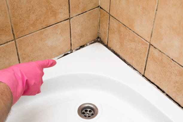 Best Certified Mold Removal  in Greenfield, MN